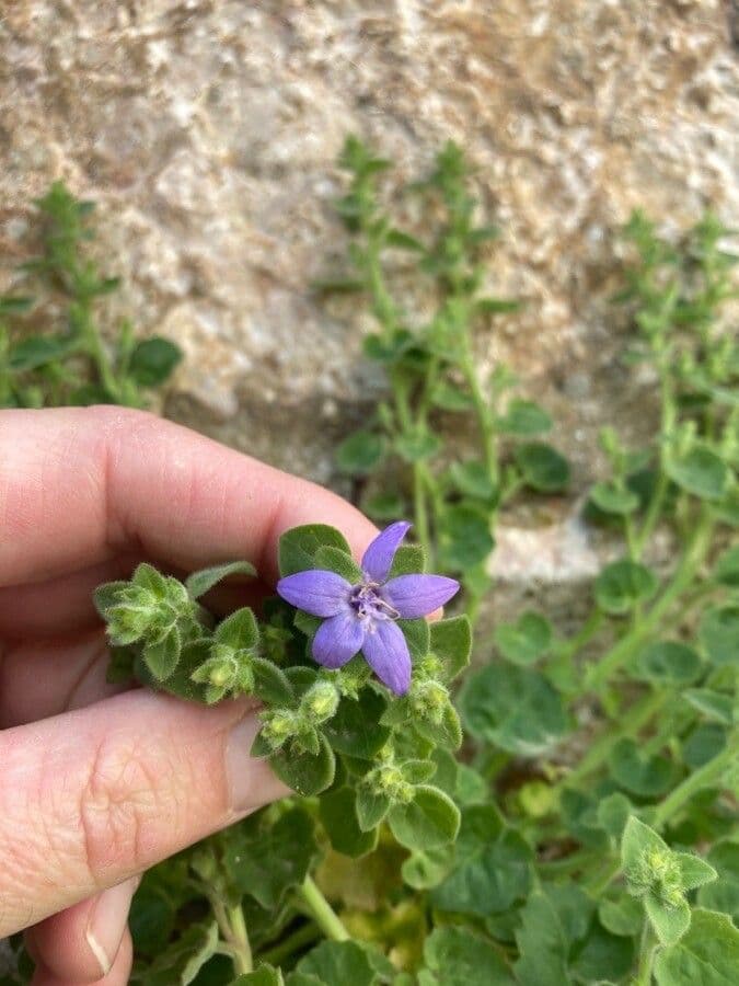 Campanula fenestrellata delicate purple flower in mountainous setting
