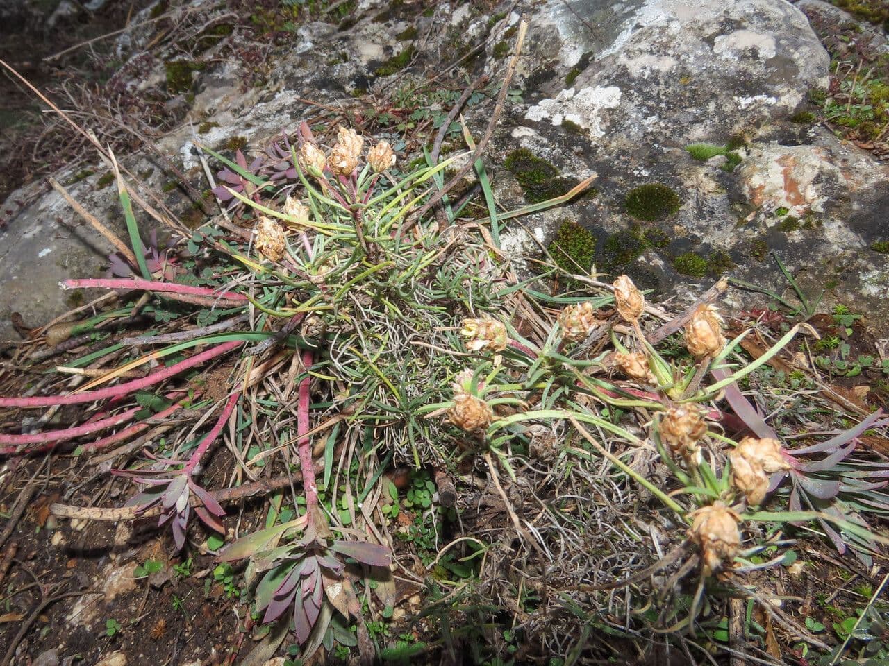 Rosetten des Immergrunen Wegerich (Plantago sempervirens)
