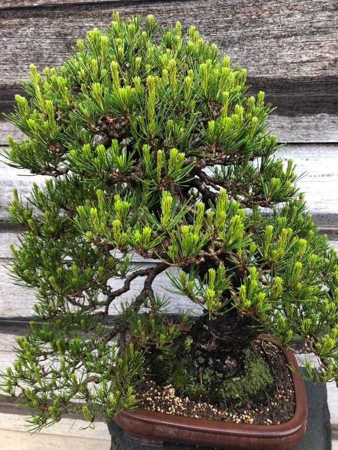 Japanische Rot-Kiefer in natürlicher Umgebung mit oranger Rinde und weichen Nadeln