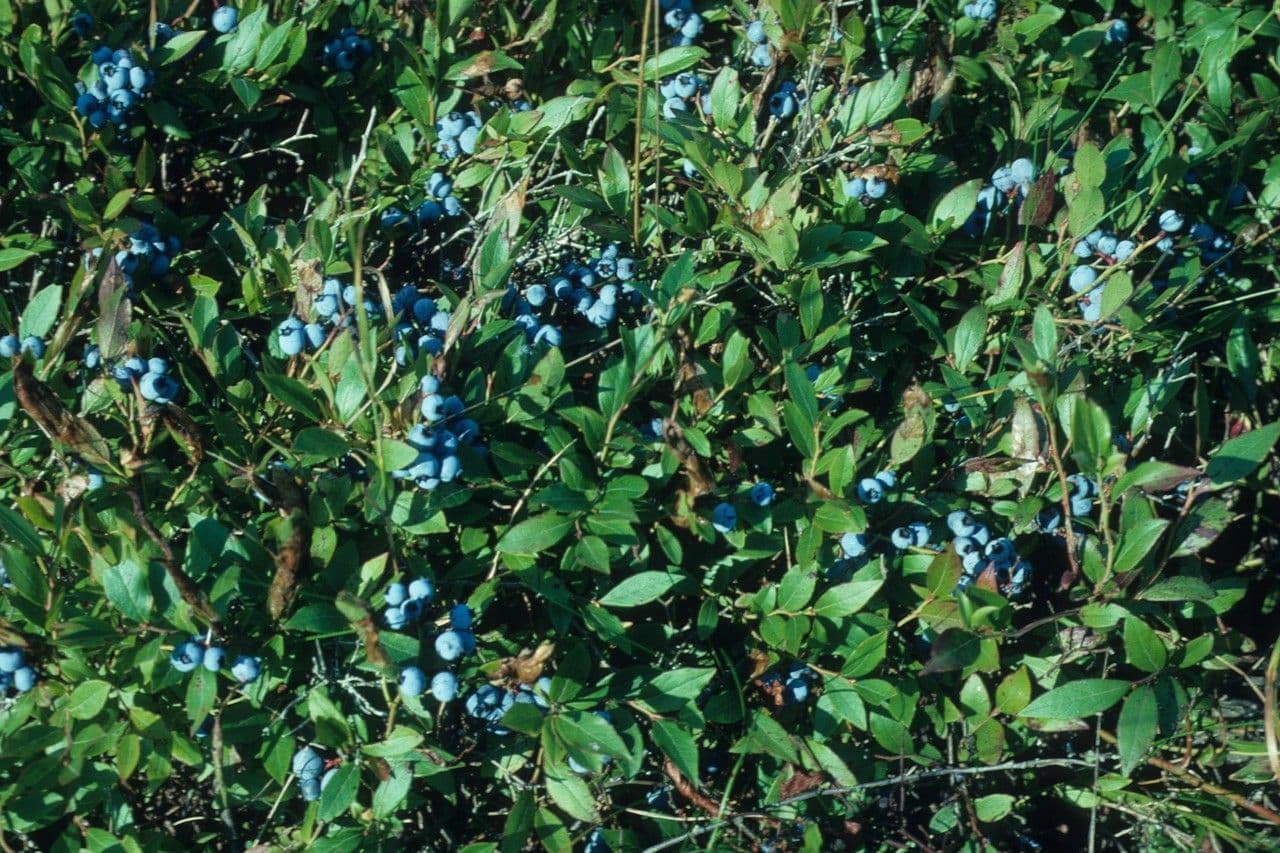 Vaccinium angustifolium affichant des baies bleues mûres et fleurs blanches sur arbuste compact