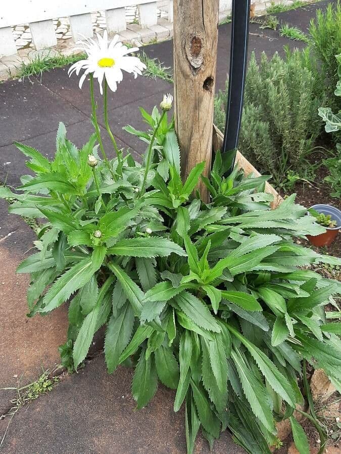 Marguerite geante (Leucanthemum maximum) avec grandes fleurs blanches
