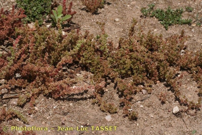 Crassula alata Pflanze mit dicken fleischigen Blattern