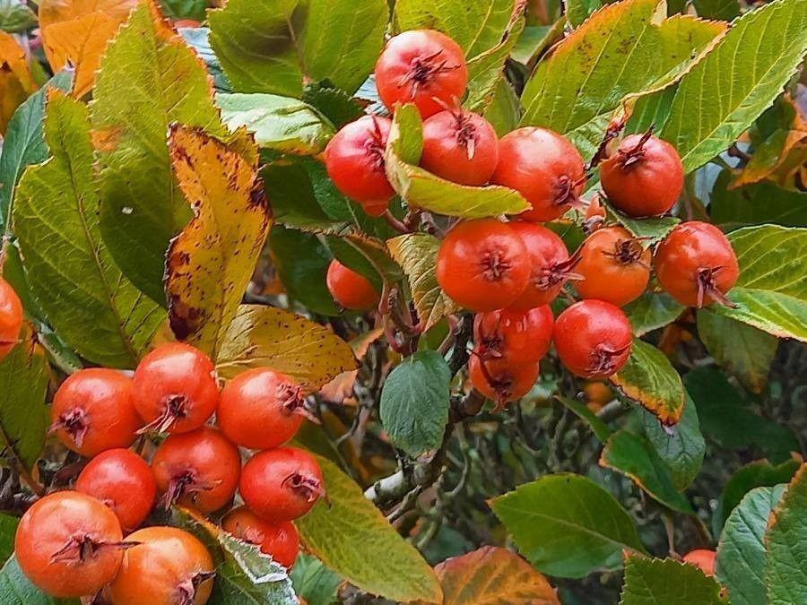 Zwerg-Mehlbeere in voller Blüte auf einer sonnigen Böschung zwischen Steinen