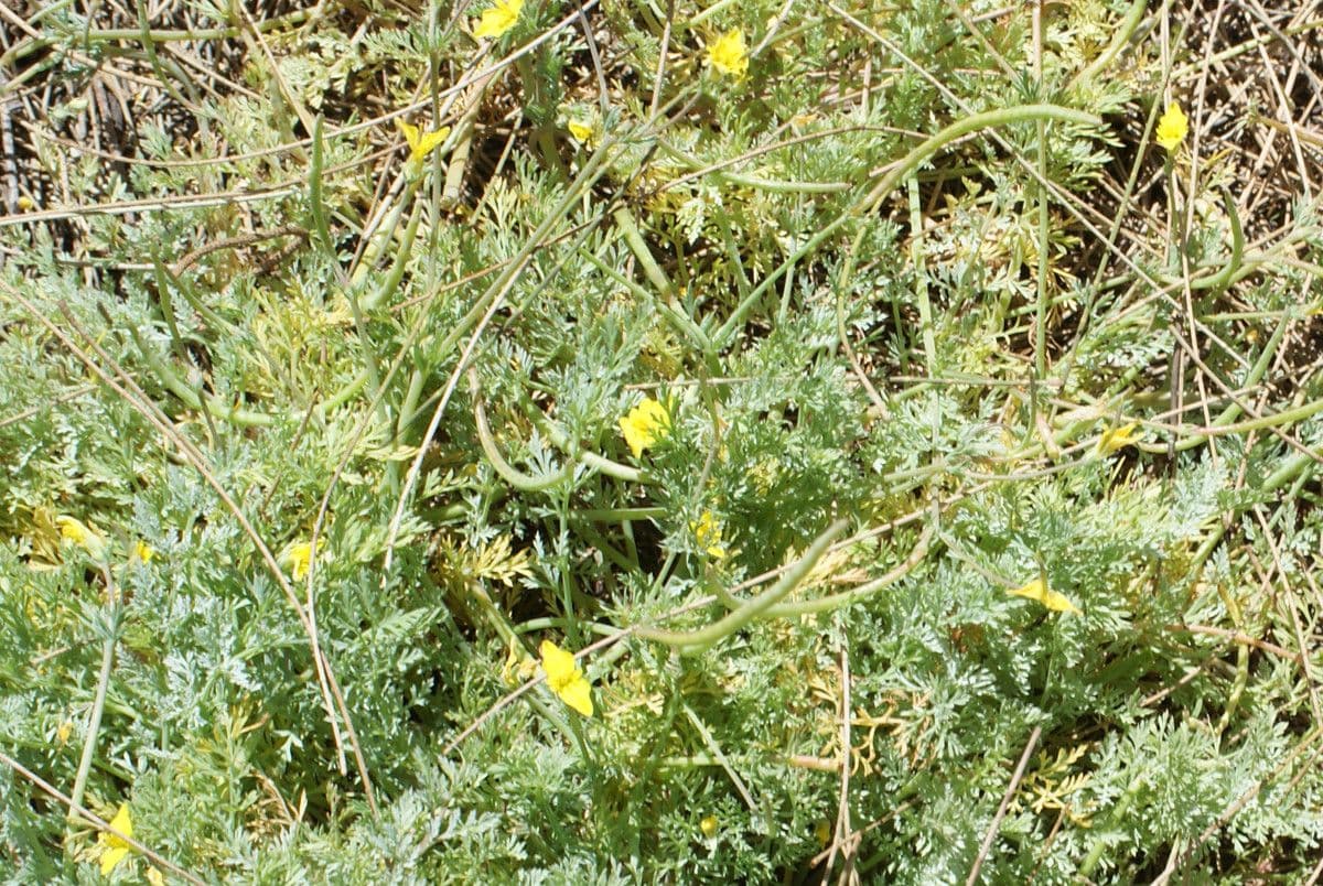 Plante Hypecoum procumbens aux fleurs jaunes avec feuillage fin