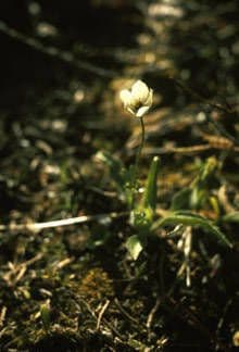 Northern Anemone with white flowers in an alpine mountain setting