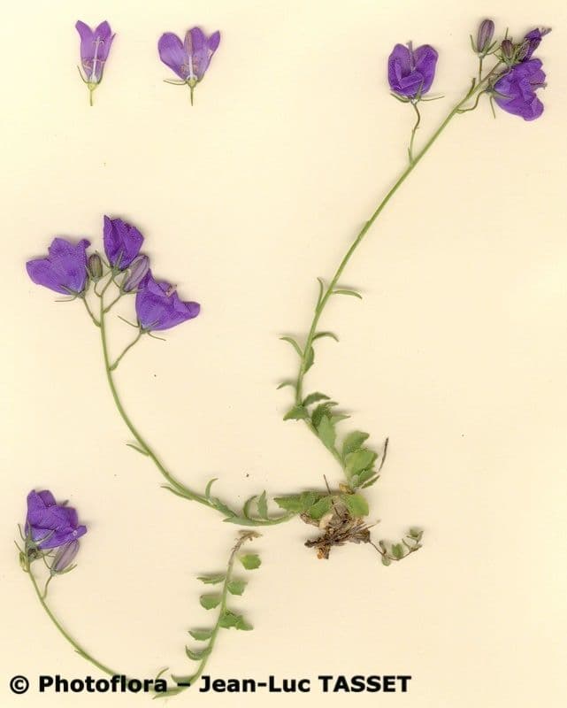 Campanula fritschii Fritsch-campanula met blauwe klokvormige bloemen