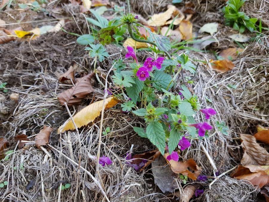 Galéopsis tétrahit avec fleurs blanches et violettes en bordure de prairie ensoleillée