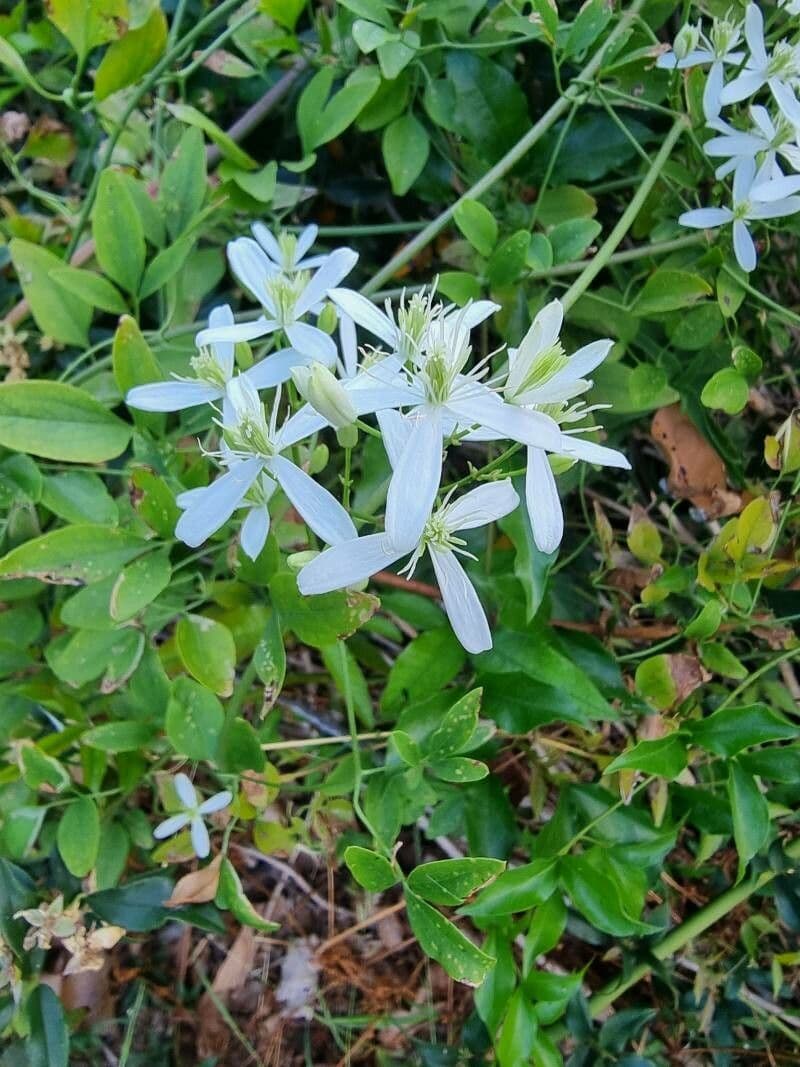 Clematis aristata flowers in close-up