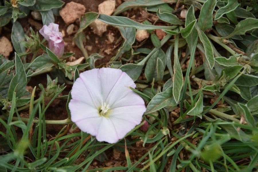 Weisse Bluten der Gestrichelten Winde