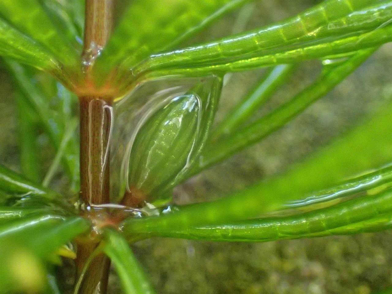 Common hornwort (Ceratophyllum demersum) submerged in clear water, showing fine, dark green branching stems in a backyard pond