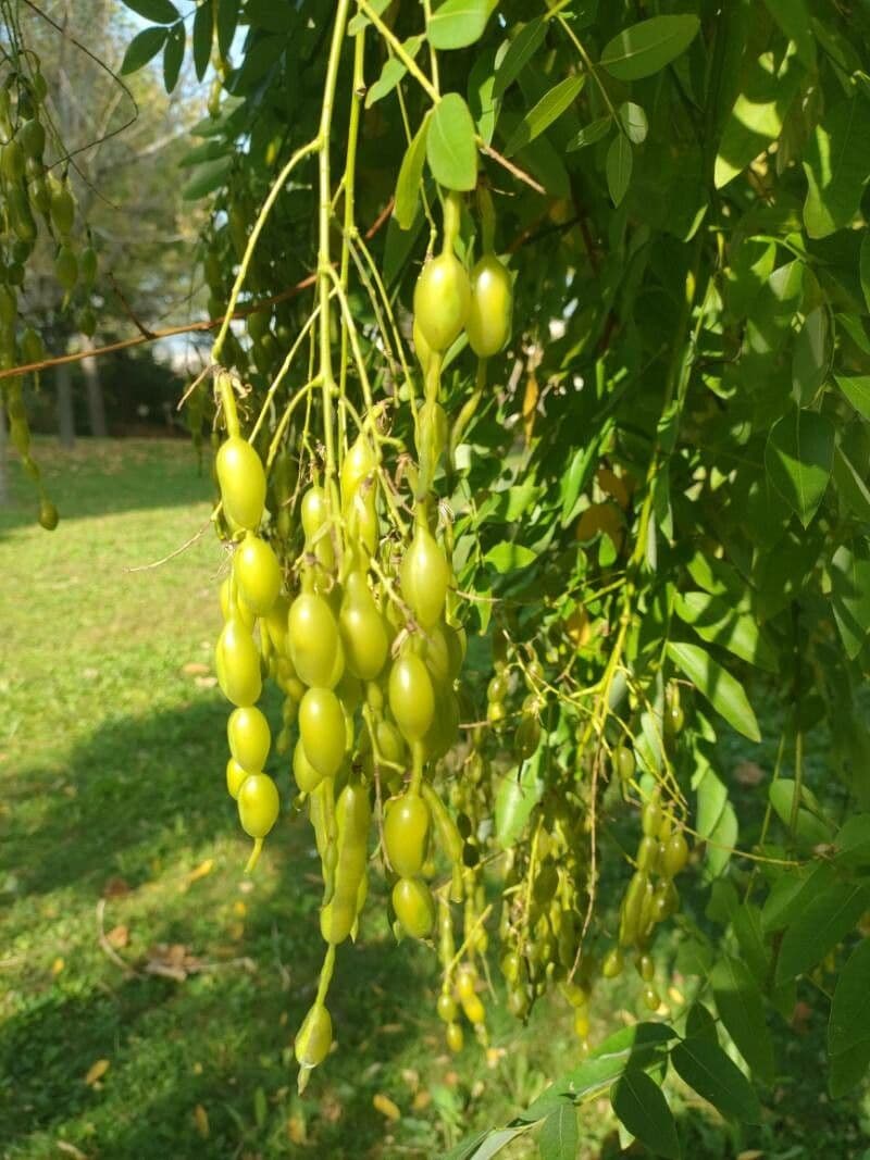 Japanese pagoda-tree (Styphnolobium japonicum) with elegant white flower panicles