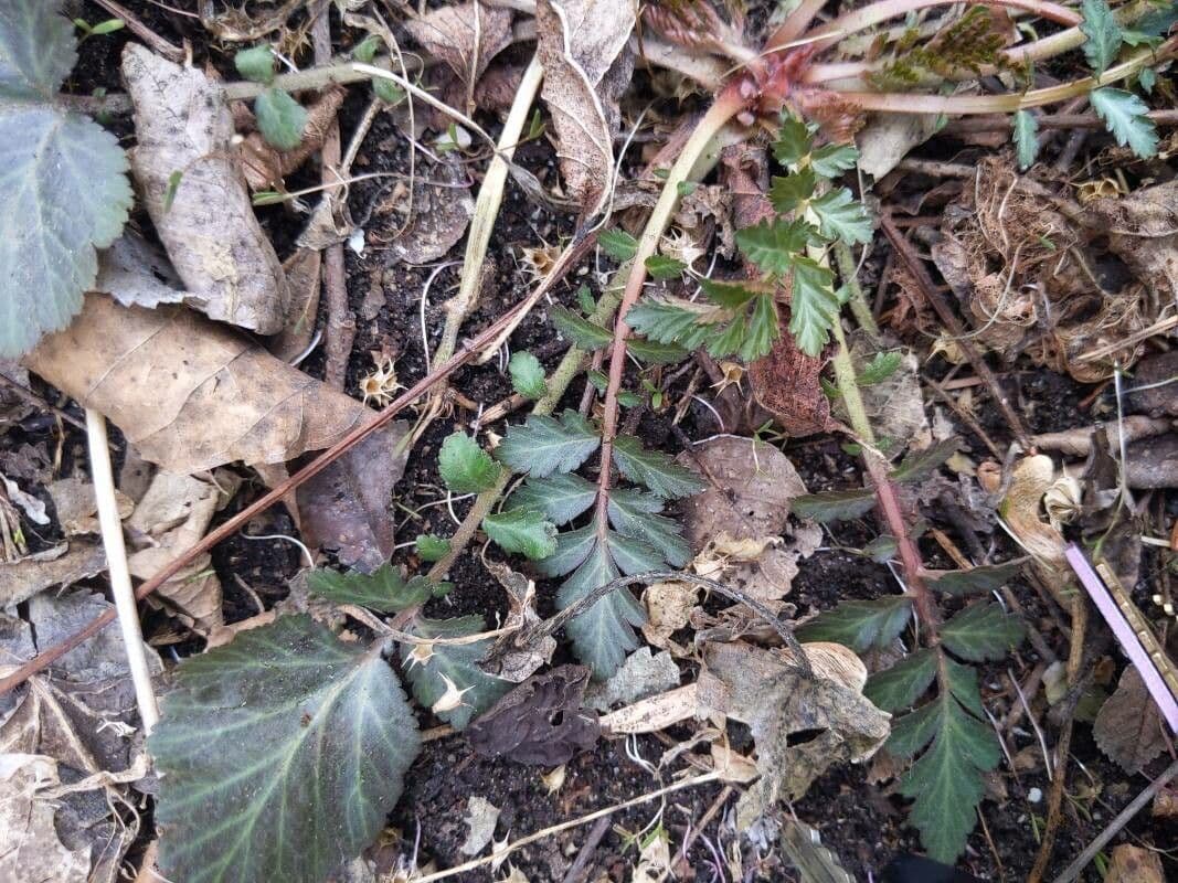 Kanadische Nelkenwurz mit charakteristischen weißen Bluten und ornamentalen Fruchtkopfen