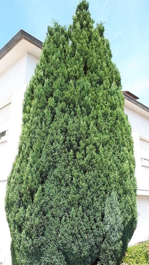 Cyprès de Lawson dans un paysage de jardin avec une lumière douce et un feuillage vert dense