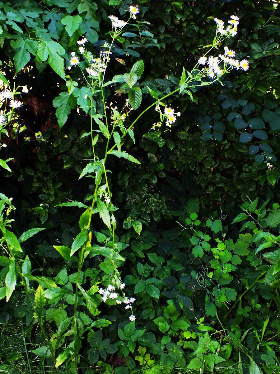 Einjähriger Feinstrahl in voller Blüte am Rande einer sonnigen Wiese, mit feinen weißen Blüten und schlanken grünen Stielen