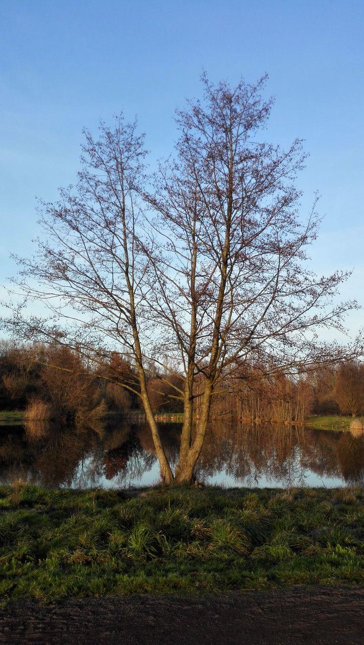 Aulne glutineux (Alnus glutinosa) au printemps avec chatons et jeunes feuilles