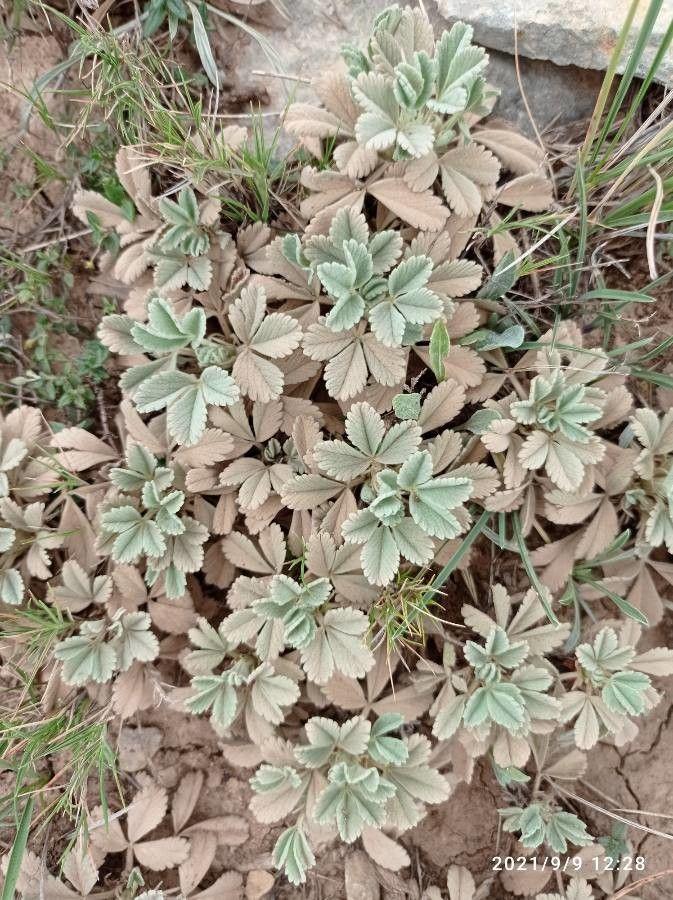 Zandganzerik in volle bloei op een zonnig, droog heuvellandschap