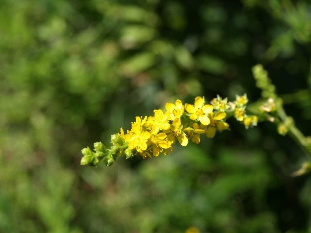 Goldene Blüten von Agrimonia pilosa mit behaartem Laub