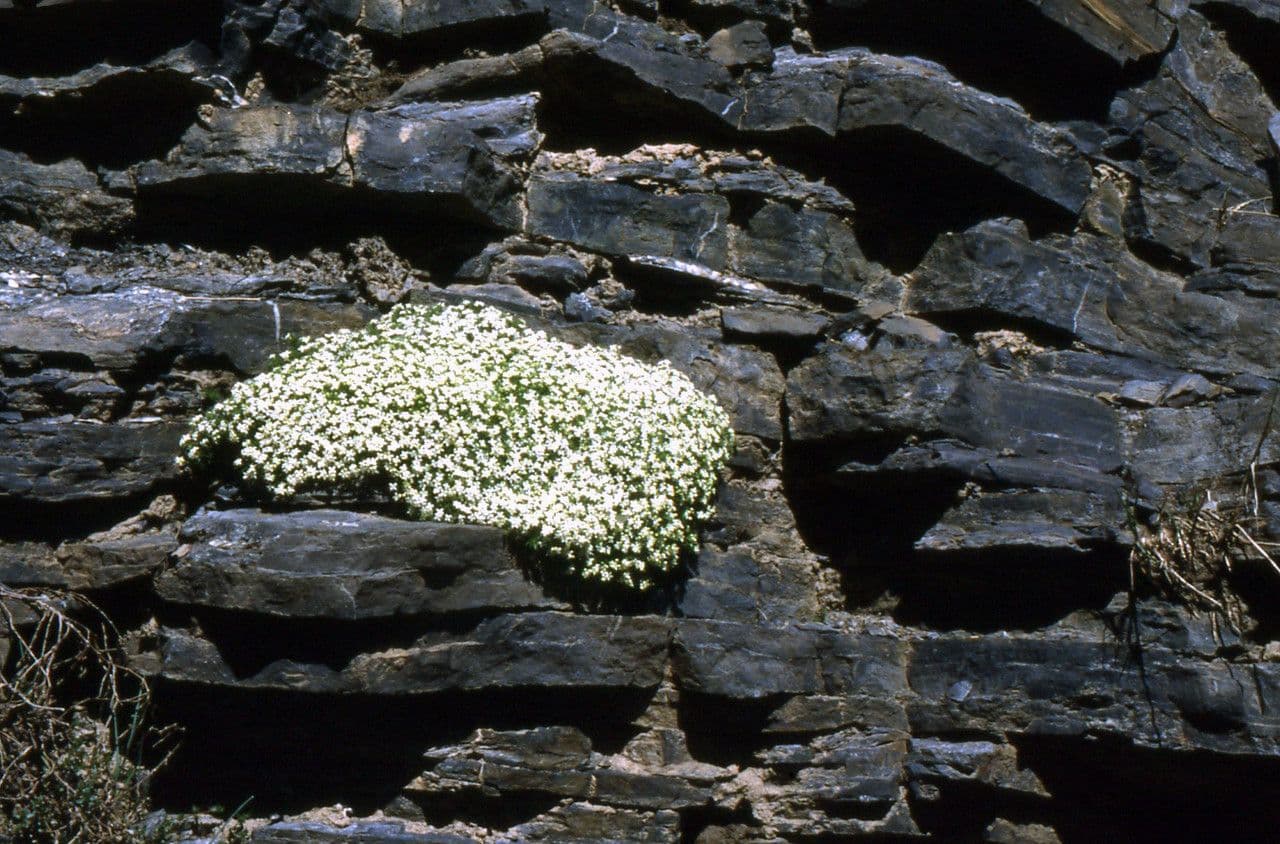 Galium cespitosum showing tiny white flowers on rocky mountain terrain in the Pyrenees