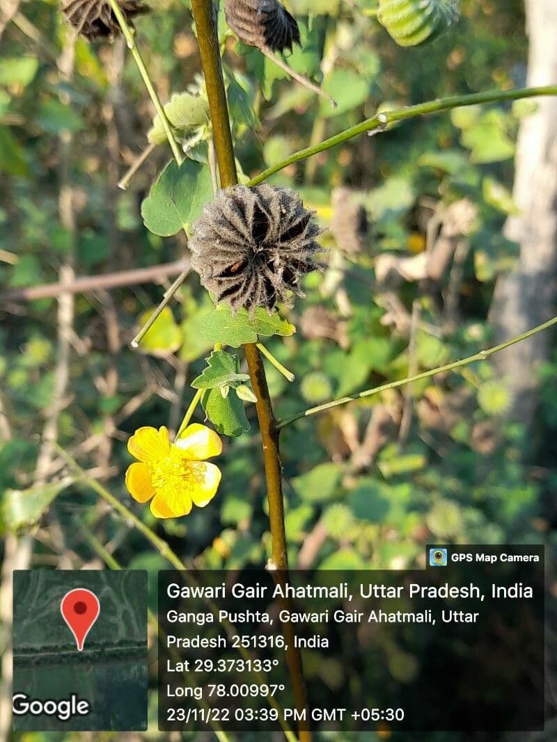 Abutilon d'Inde avec fleurs jaunes campanules et feuillage ressemblant a l'erable