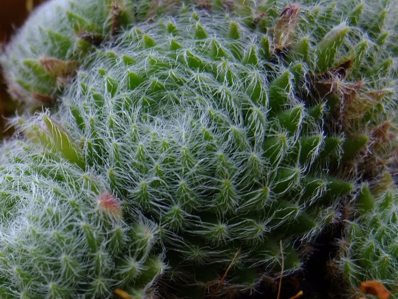 Ciliated houseleek in bloom