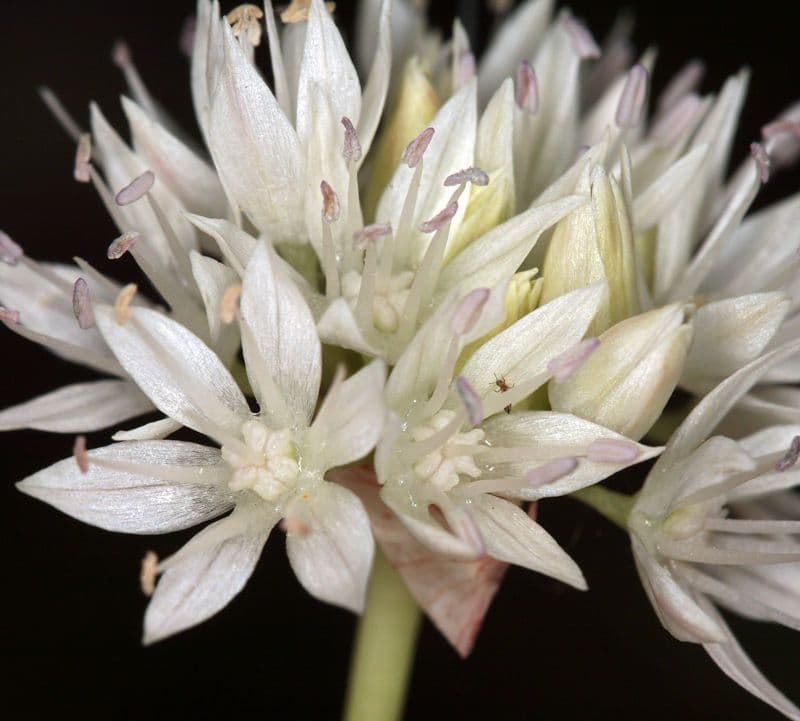 Narrowleaf onion (Allium amplectens) with fine leaves and delicate pink flower clusters