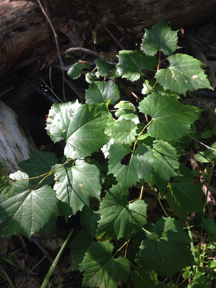 Vitis arizonica wijngaard met bladeren en vruchten in canion habitat