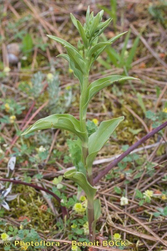 Grünblütige Stendelwurz im lichten Schatten eines Laubwaldes mit aufrechtem Stängel und hängenden grünen Blüten