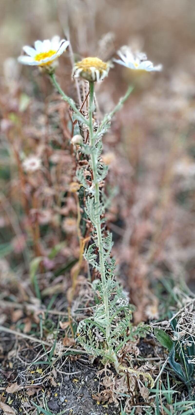 Kronen-Wucherblume in voller Blüte im sonnigen Gartenbeet