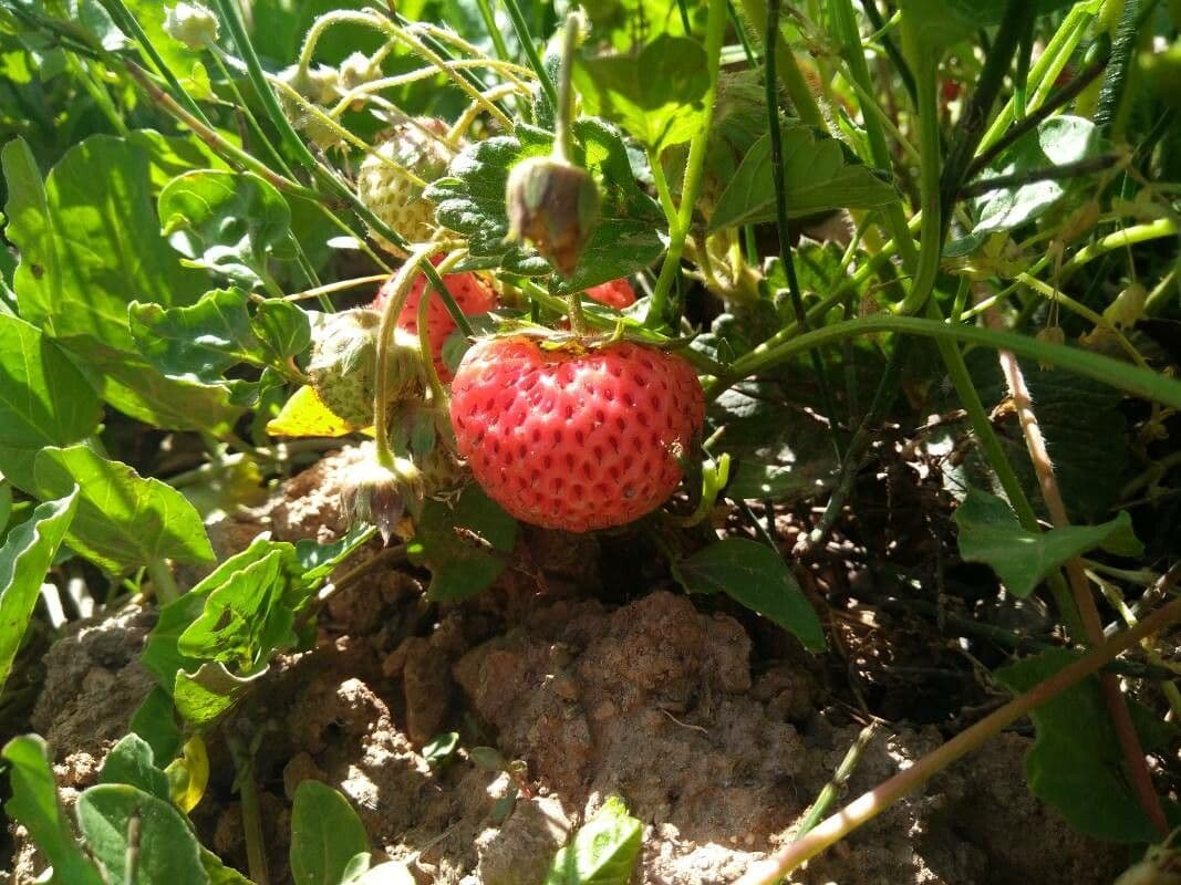 Fraises rouges mûres sur le fraisier