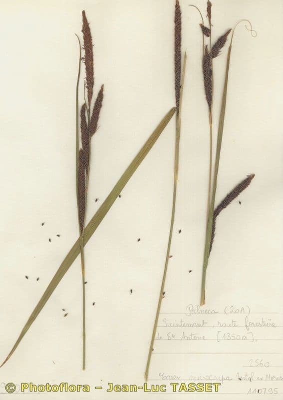 Carex microcarpa laiche a petits fruits plant