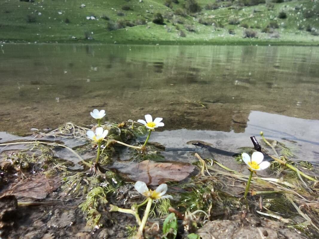 Ranunculus trichophyllus flowering in water