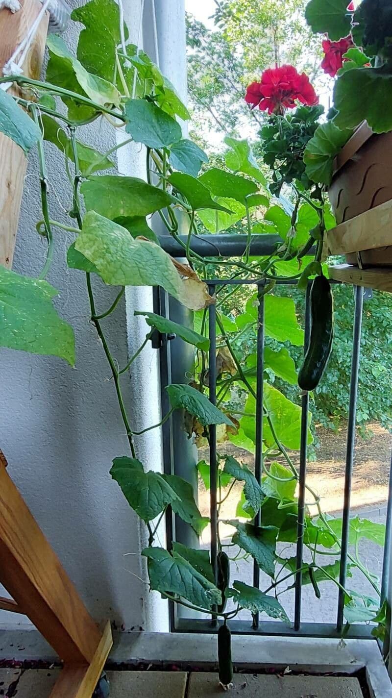 Groeiende komkommers aan de wijnstok