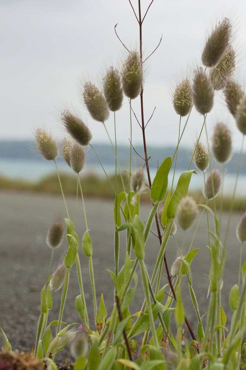 Hare's-tail grass with soft white spikes