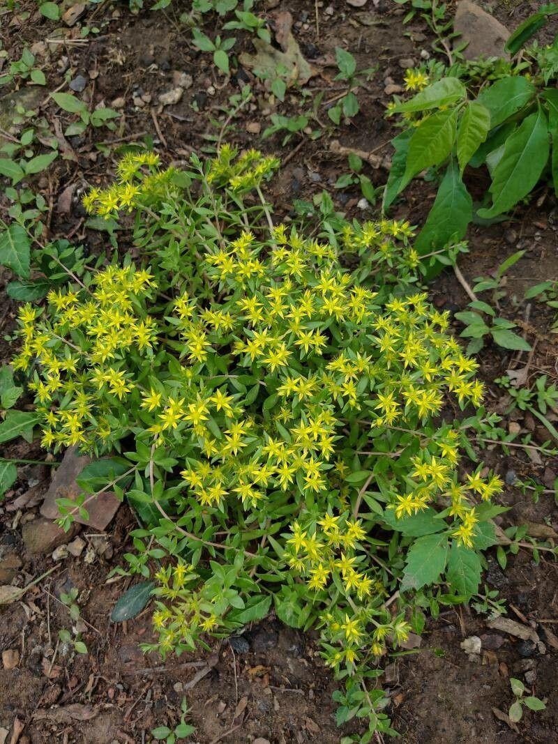 Stringy stonecrop spreading as groundcover with yellow flowers in summer sun
