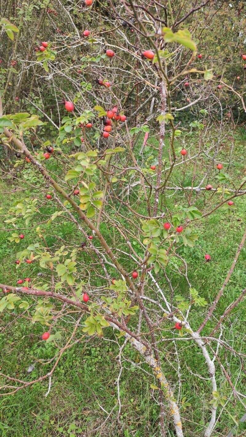 Rosa caryophyllacea flower and leaves