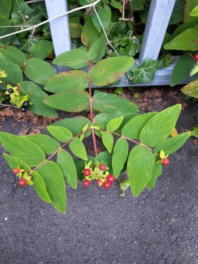 Tutsan shrub with yellow flowers, glossy green foliage, and colorful berries