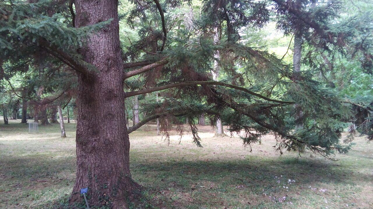 Picea alcoquiana in natürlicher Umgebung mit silbriggrauer Rinde und aufsteigenden Ästen