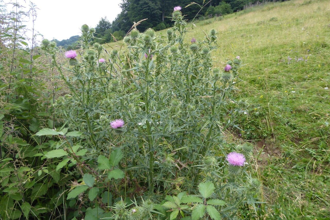 Lanzett-Kratzdistel mit charakteristischen purpurroten Blütenköpfen
