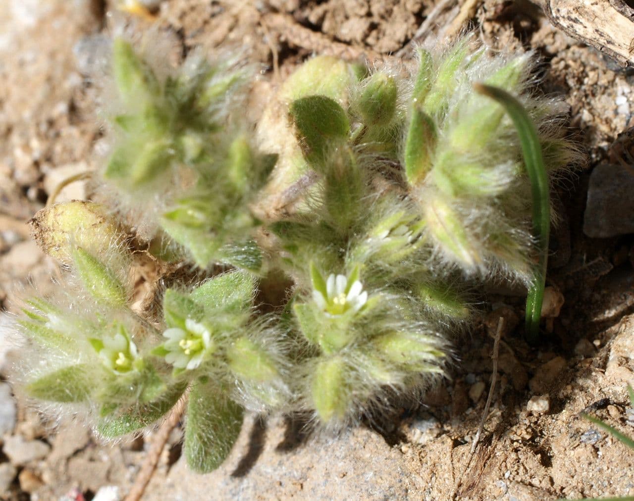 Wolliges Hornkraut mit feinen weißen Blüten und weichem grauem behaartem Laub