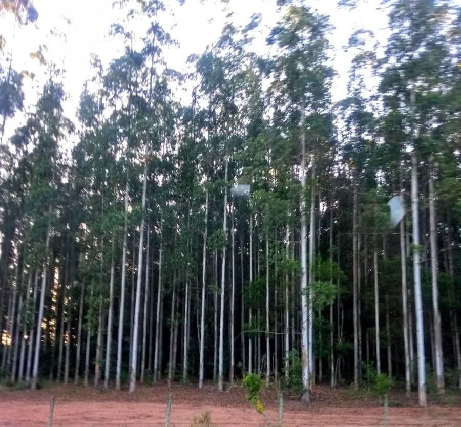 Eucalyptus grandis Baum mit charakteristischer glatter Rinde im Wald