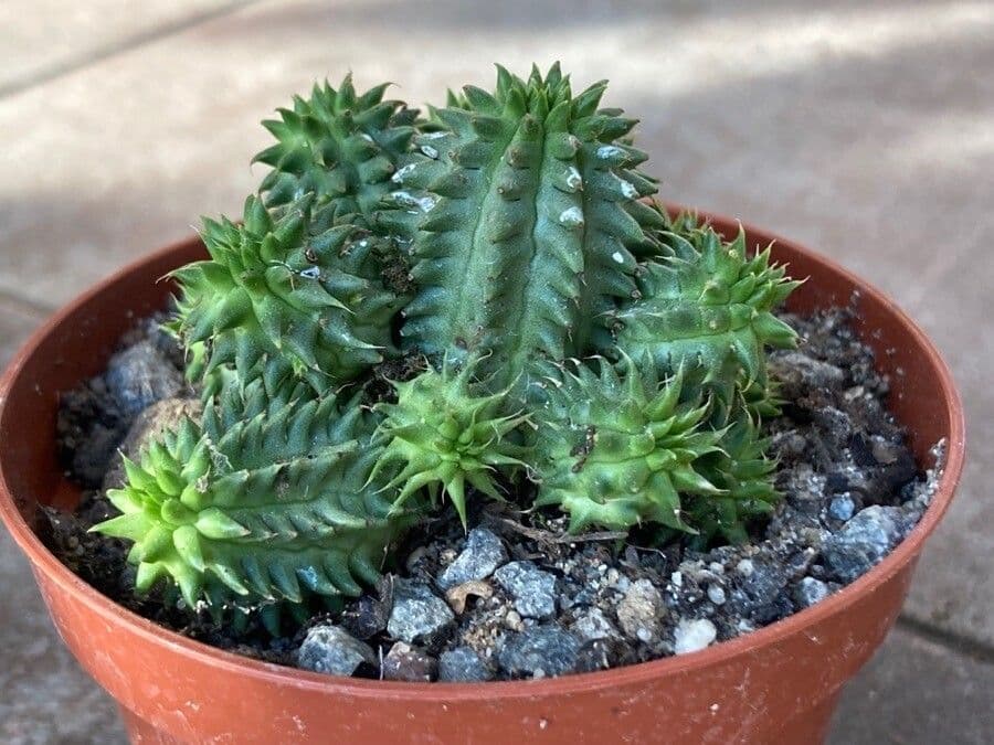 Formation de feuilles d'Euphorbia susannae