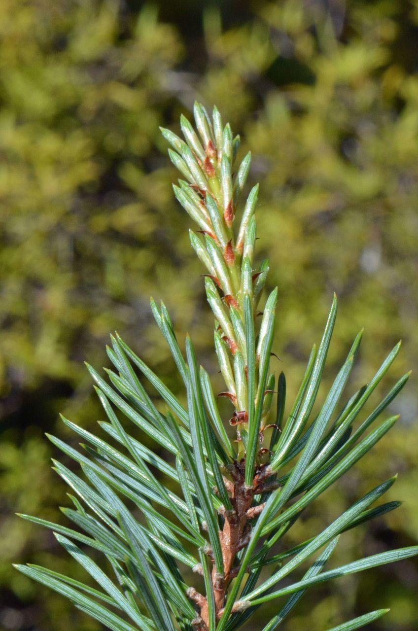 Drehkiefer (Pinus contorta) mit gedrehten Ästen und dichten Nadelspitzen in voller Sonne