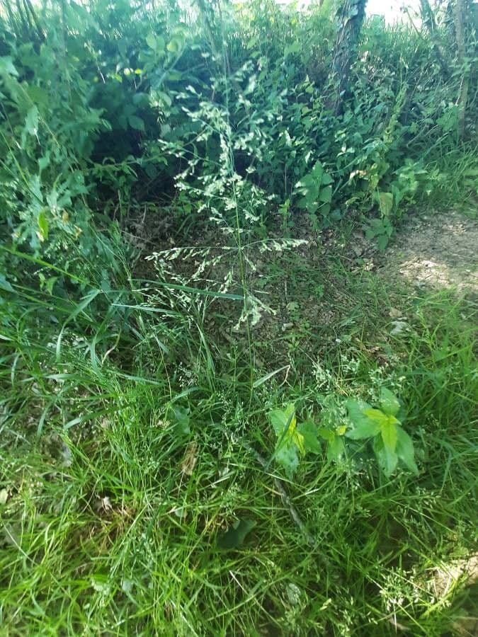 Paturin des pres sur pelouse