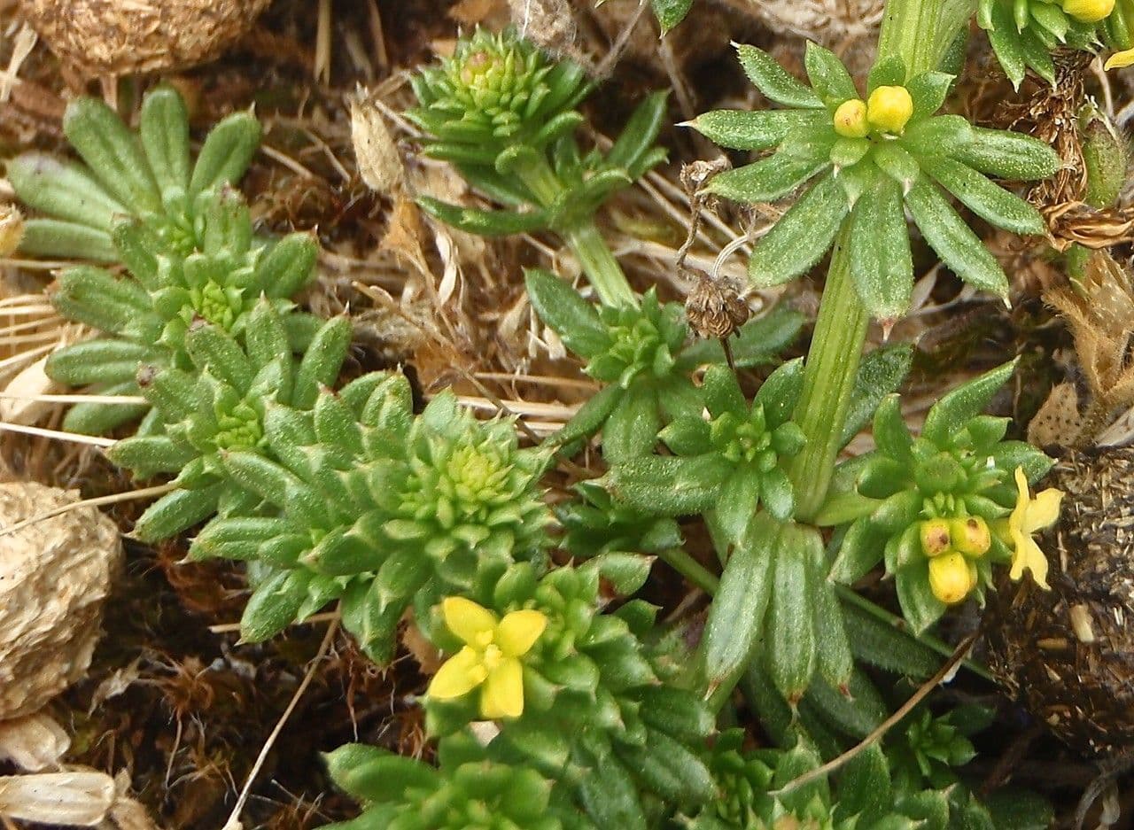 Galium arenarium with delicate white flowers
