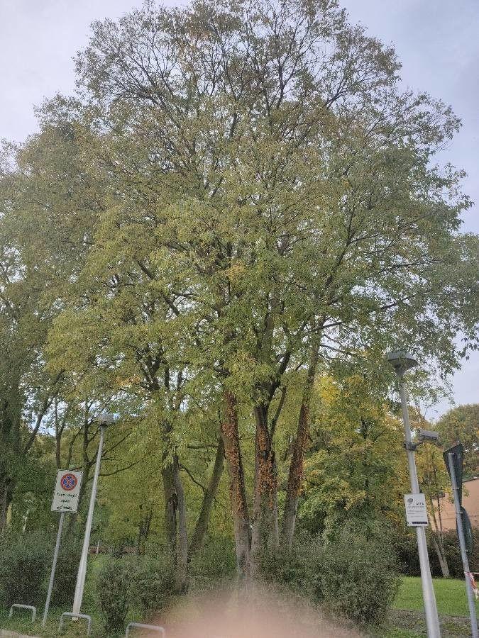 Tilleul argenté mature avec le feuillage argenté sous les feuilles dans un jardin ensoleillé