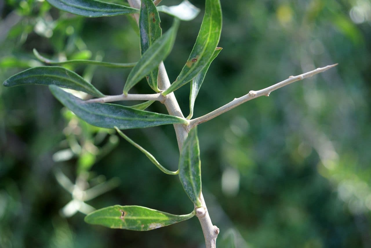 Schweinfurth's tea-tree with characteristic foliage and growth habit