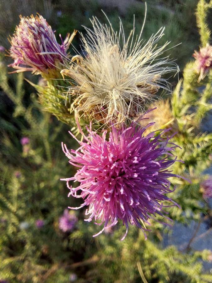Weg-Distel in voller Blüte auf einer trockenen Wiese, umgeben von Bienen