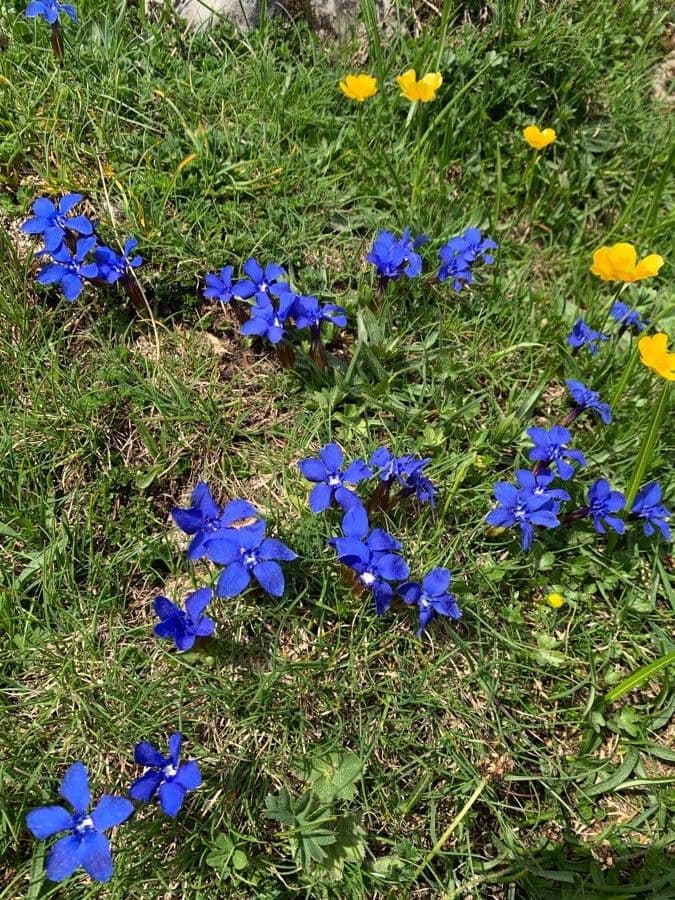 Gentiana bavarica bloemen in blauw