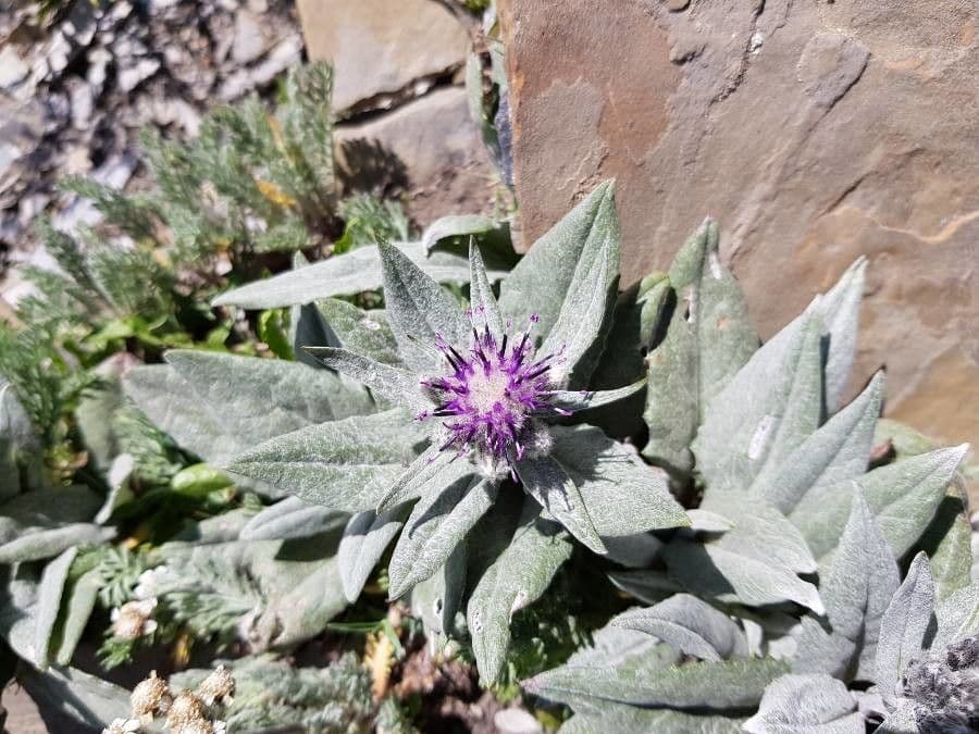 Saussurée des Alpes avec fleurs pourpres sur terrain alpin