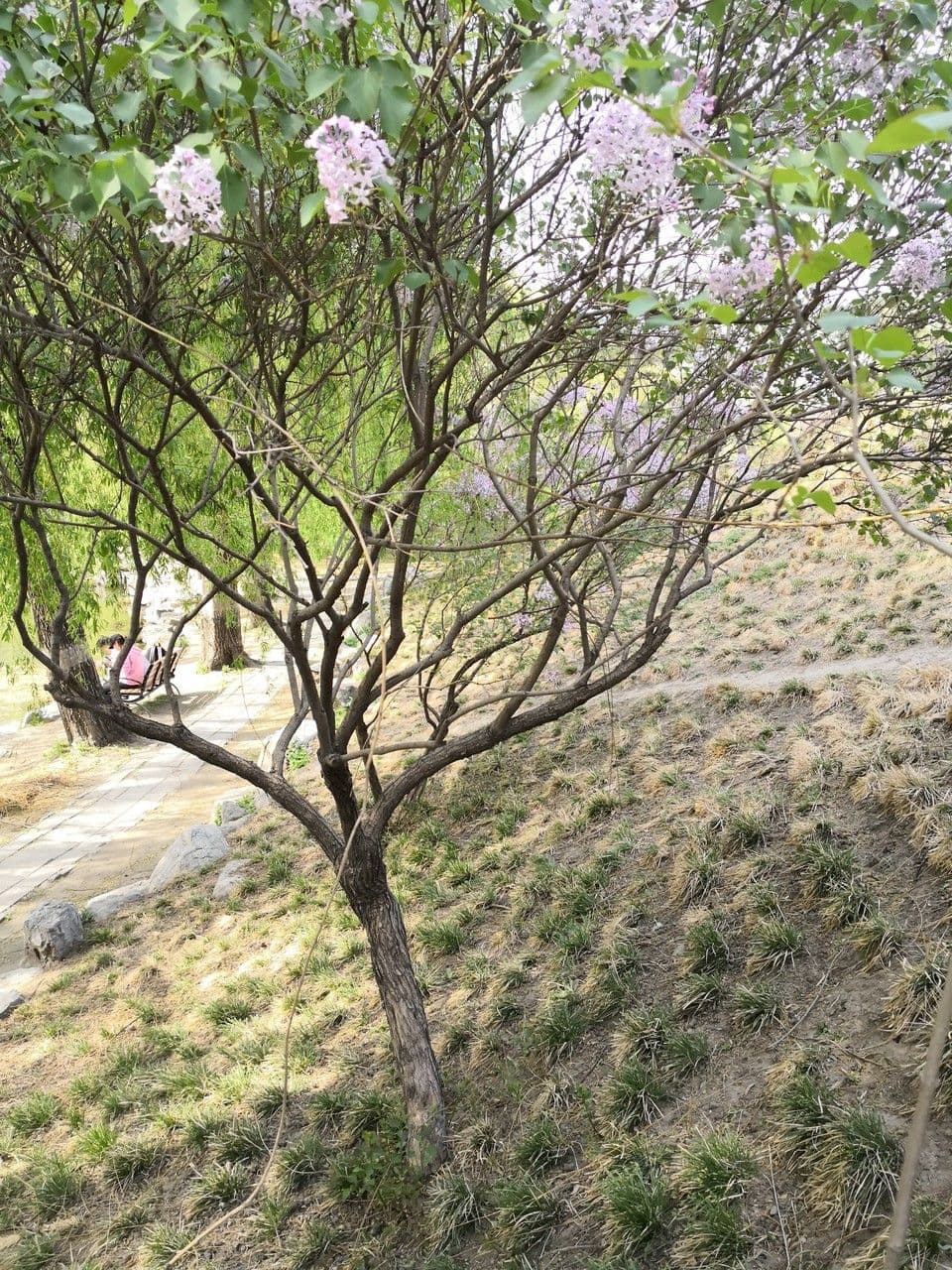 Chinesischer Flieder mit violetten Blutentrauben